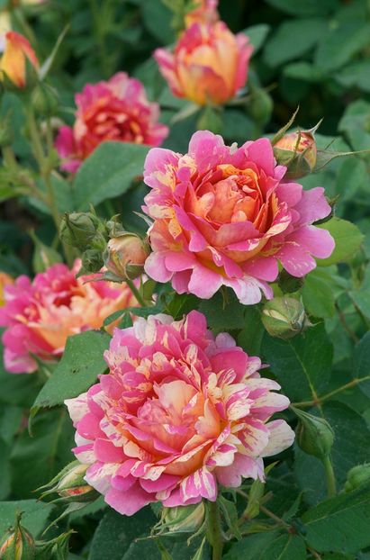 Rosier-Rose-des-Cisterciens_-delarle - Trandafiri 2021