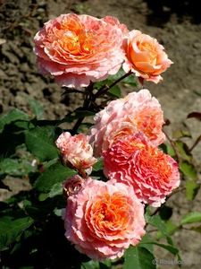 unnamed (19) - Trandafiri 2021