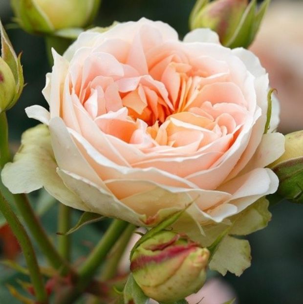 k-Matthias-Claudius-7FTdnts1p2UhPB_480x480 - Trandafiri 2021