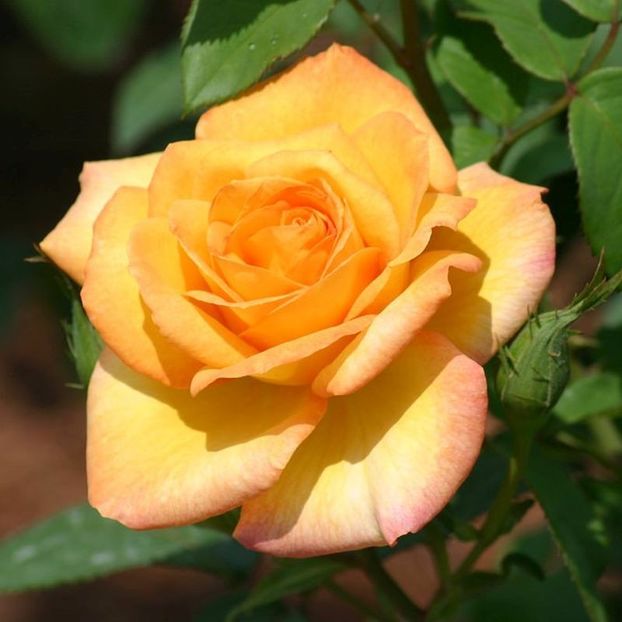 goldMedalRose1 - Trandafiri 2021