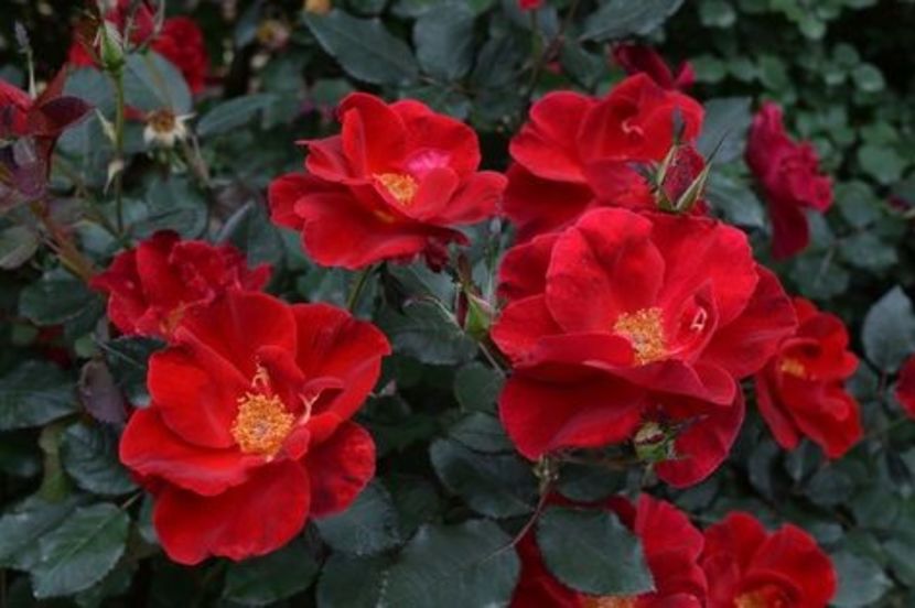 da1208d5a449db4ea4fcaa7aad539ff0 (1) - Trandafiri 2021