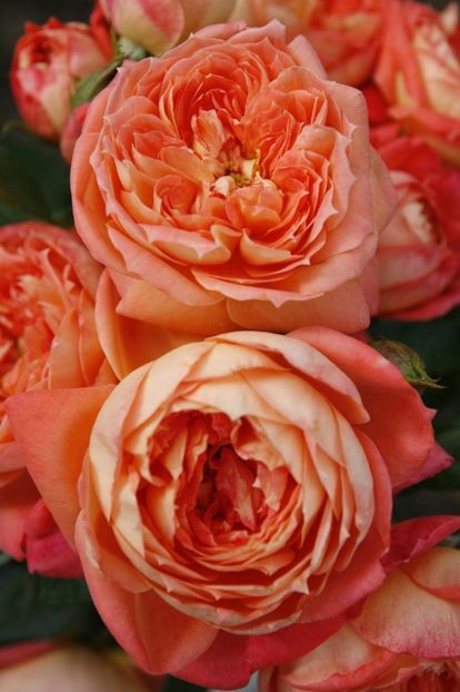 pol_pl_Roza-rabatowa-Queen-of-Hearts-pomaranczowo-morelowa-pojemnik-164029_1 - Trandafiri 2021