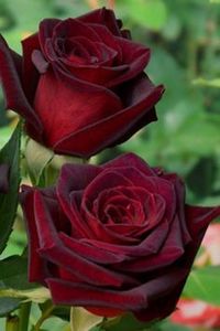 6fb04eb9bd780a5a1982799a63ae9d70 - Trandafiri 2021