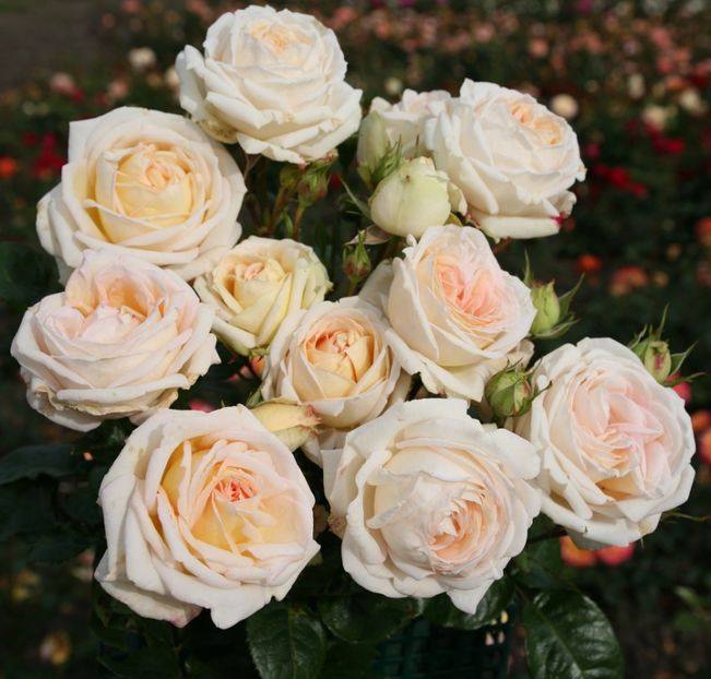 Rosa-Madame-Anisette-photo-W.-Kordes-Söhne - Trandafiri 2021