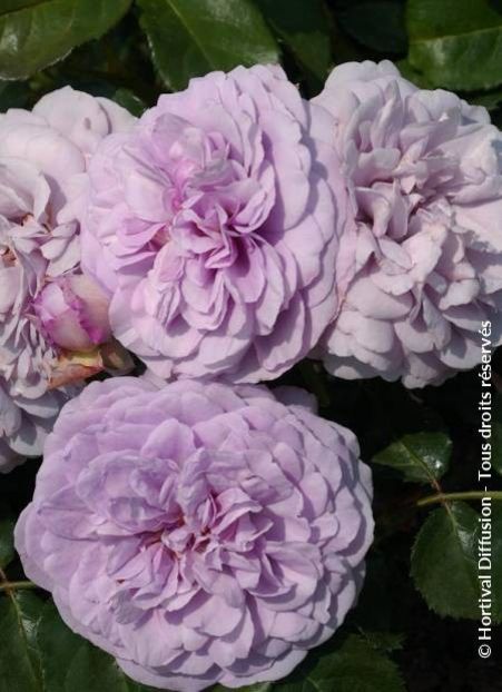 13766-02 (2) - Trandafiri 2021