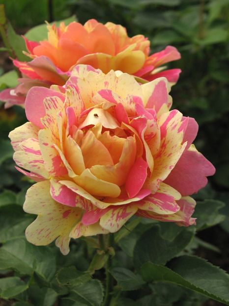 Rosa_'Rose_des_Cisterciens'_03 - Trandafiri 2021