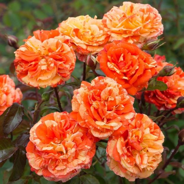 orange_lemon_1_1 - Trandafiri 2021