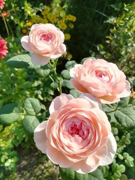 113686172 (1) - Trandafiri 2021