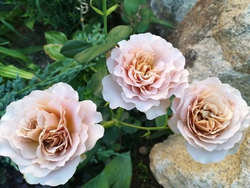 113686164 (1) - Trandafiri 2021