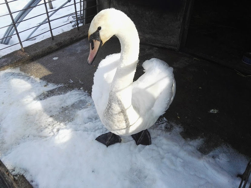 Labada salvata si eliberata pe lac - Animale de curte