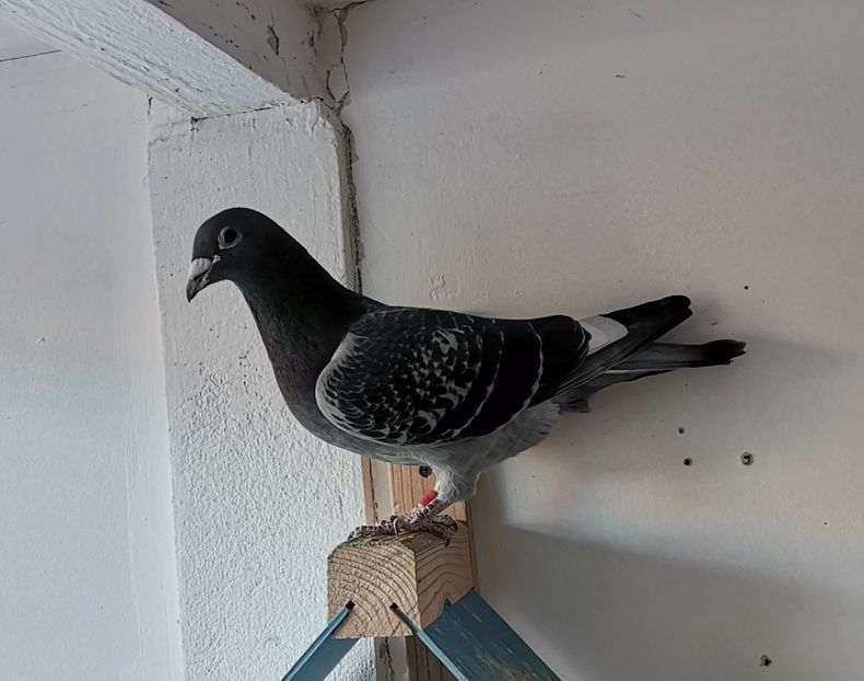 Fiu 004 -Magirescu & Ojog - 1 Achiziții 2022