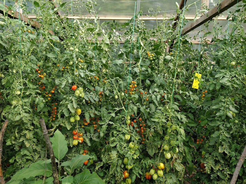 Tomate - Plante din gradina noastra