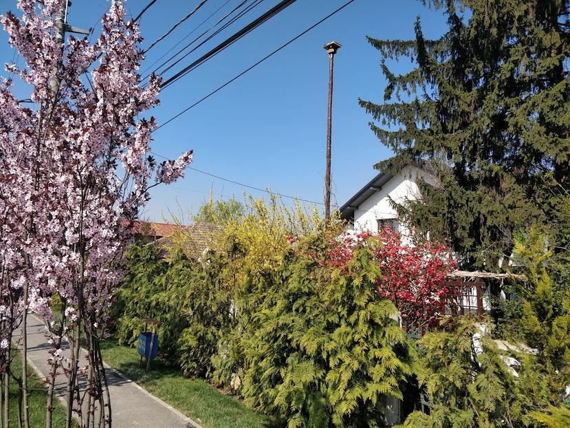 Tonuri de primavara - Plante din gradina noastra