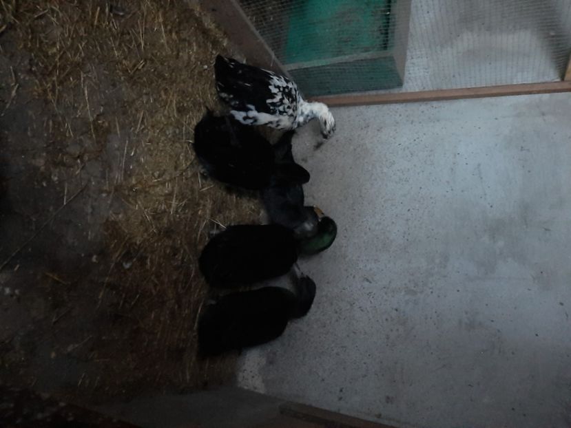  - Rațe Cayuga - Aylesbury