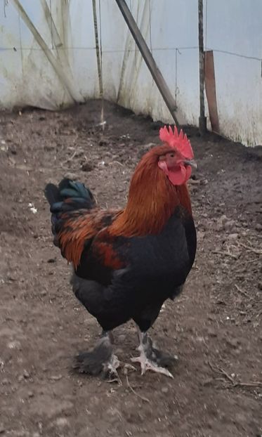 Marica Radu - MARANS NEGRU ARAMIU