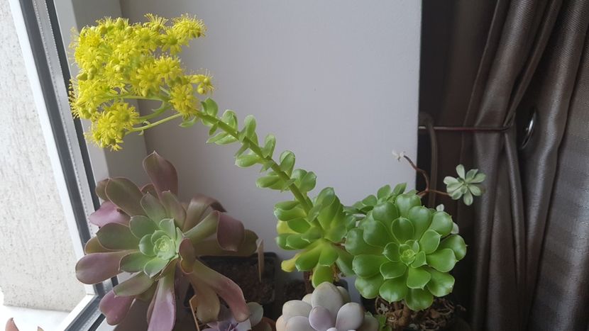 Aeonium arborescens inflorit - Aeonium