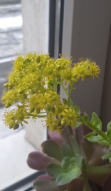 Aeonium arborescens- inflorescenta - Aeonium