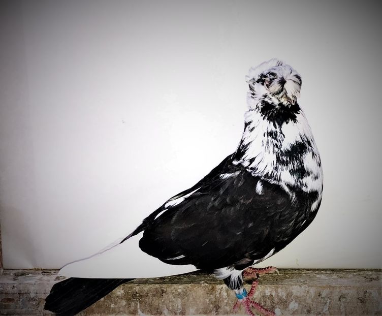 7123  (18)  femelă  2019 - Jucători Bimoțați de Ardeal