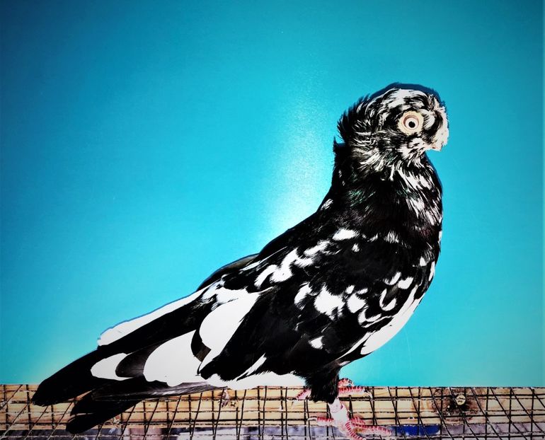  - 00001 porumbei dragi mie arhivă