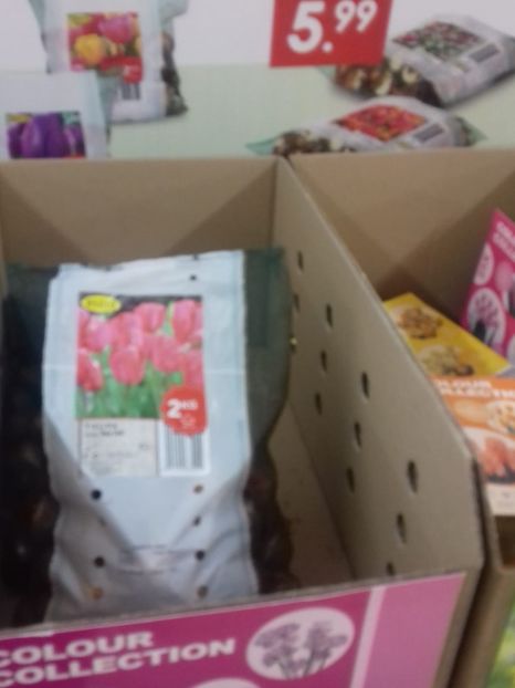 IMG-20211226-WA0197 - Belgia tati