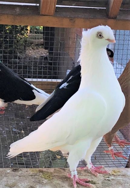 12311  femelă  2021 - Plecați ALBUM 4