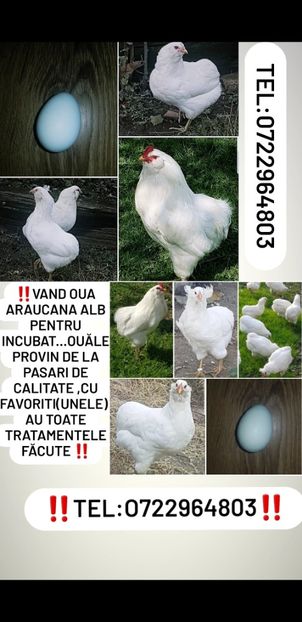 Screenshot_20211227-012341_Gallery - Araucana alb