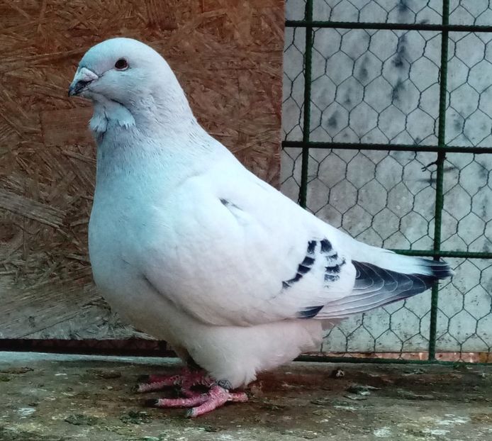 Masculul 2020 - Masculi azur 2022