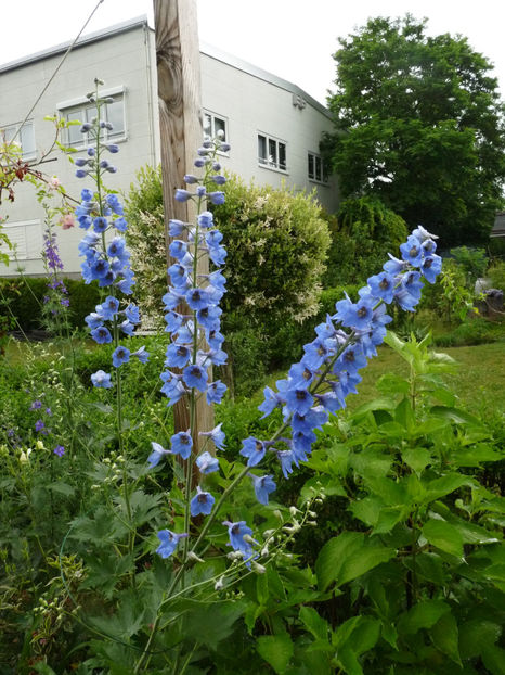  - Delphinium