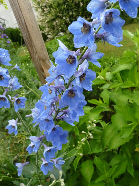  - Delphinium
