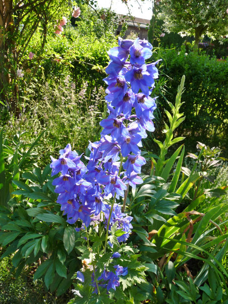  - Delphinium