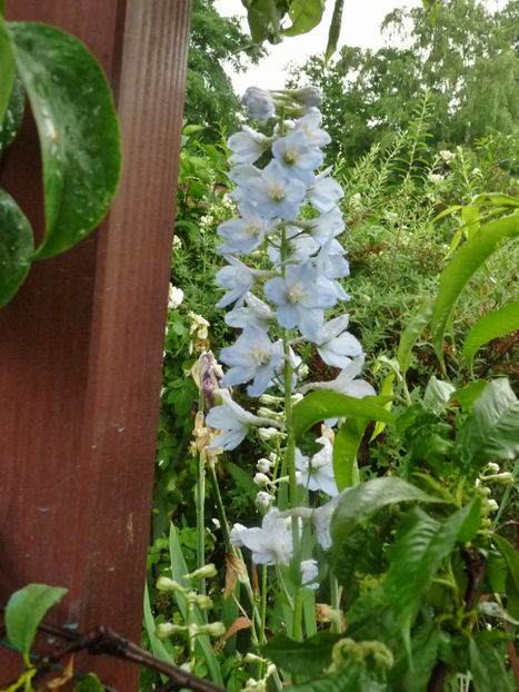  - Delphinium