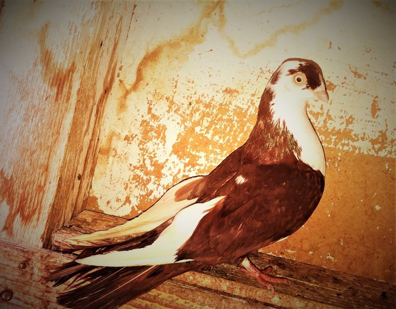 13625  femelă  2017 - B - perechi 2022