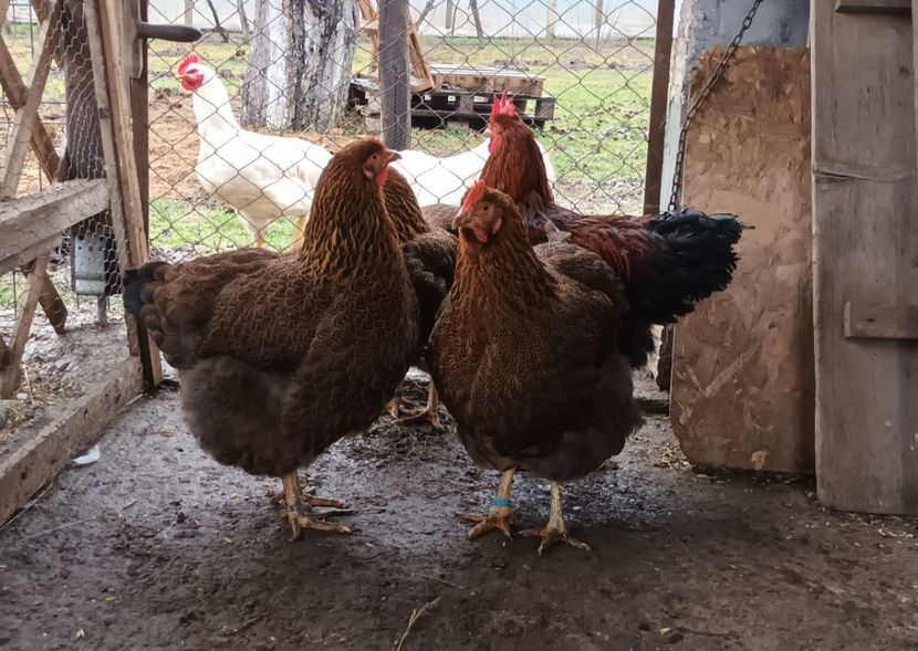  - 2 Plymouth partridge 2012-2022 arhiva