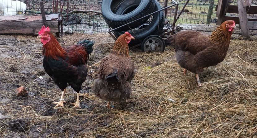 - 2 Plymouth partridge 2012-2022 arhiva