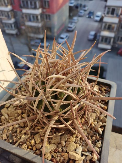 Echinocactus polycephalus - Whish list pentru viata urmatoare2