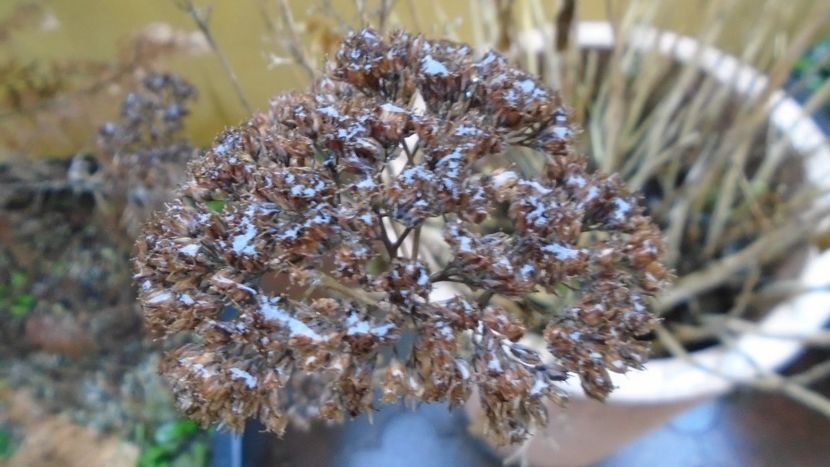 27 dec. 2021 - Vreme caineasca cu ploaie inghetata - v Iarna 2021-2022-2023