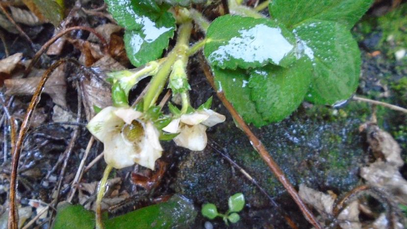 27 dec. 2021 - Vreme caineasca cu ploaie inghetata - v Iarna 2021-2022-2023