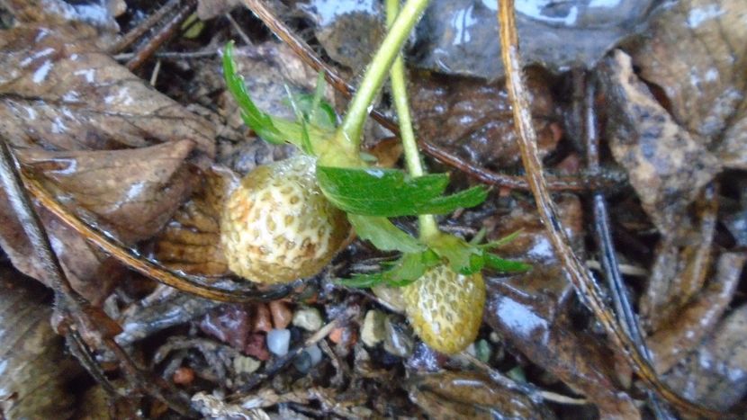 27 dec. 2021 - Vreme caineasca cu ploaie inghetata - v Iarna 2021-2022-2023