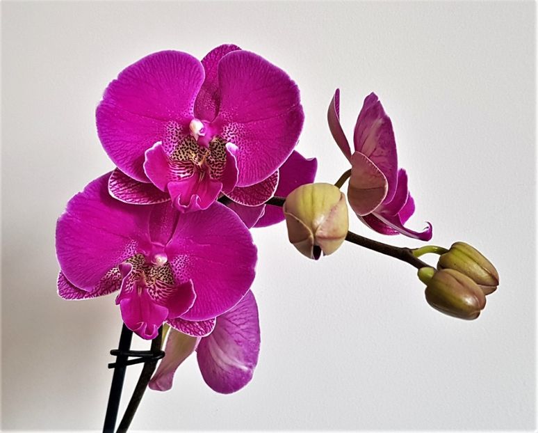  - Phalaenopsis 2