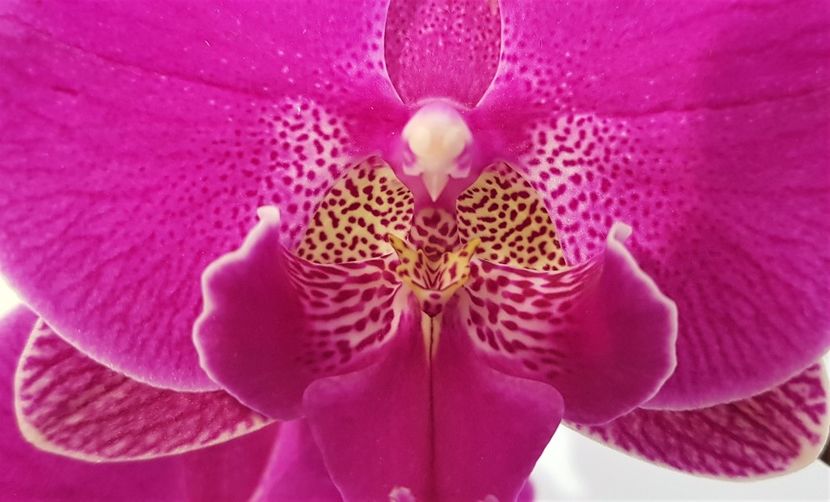  - Phalaenopsis 2