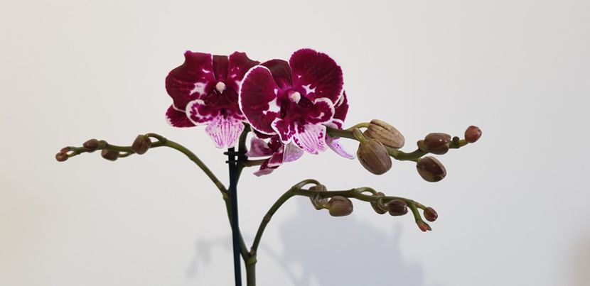  - Phalaenopsis 2