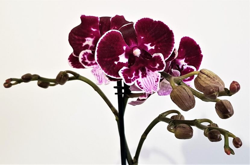  - Phalaenopsis 2