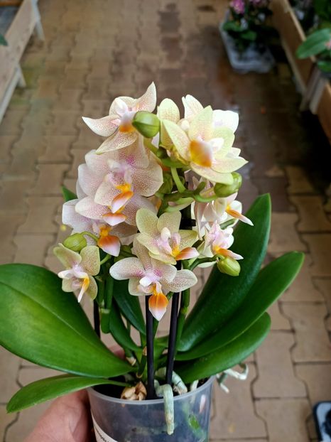 Img.2021.12.27-Phale Little Colobri - A -Magazin