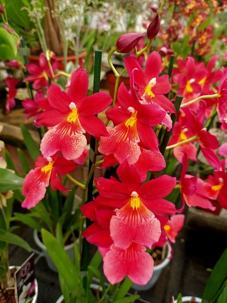 Img.2021.12.27 - A -Magazin