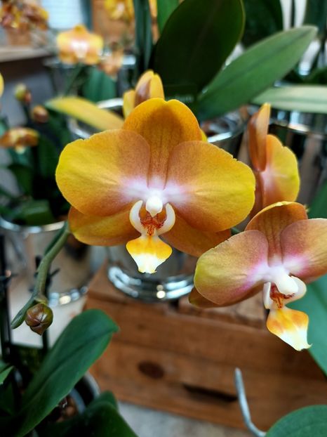 Img.2021.12.27 - A -Magazin