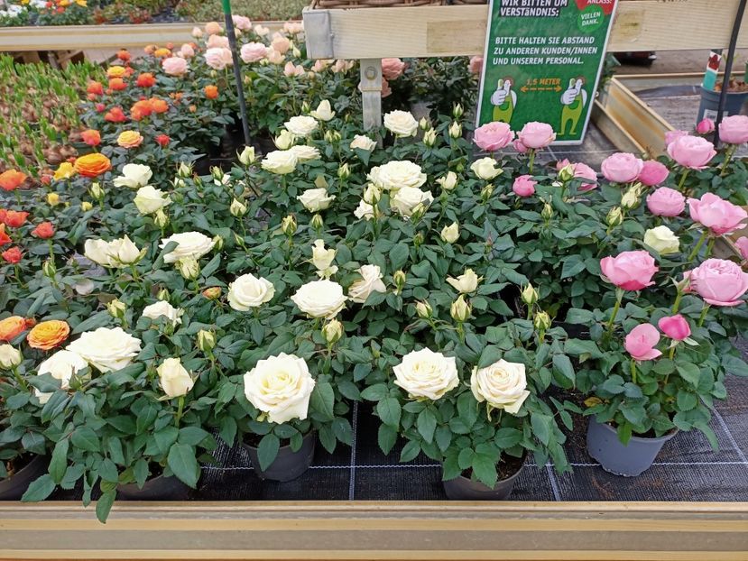 Img. 2021.12.27124729 - Magazinul