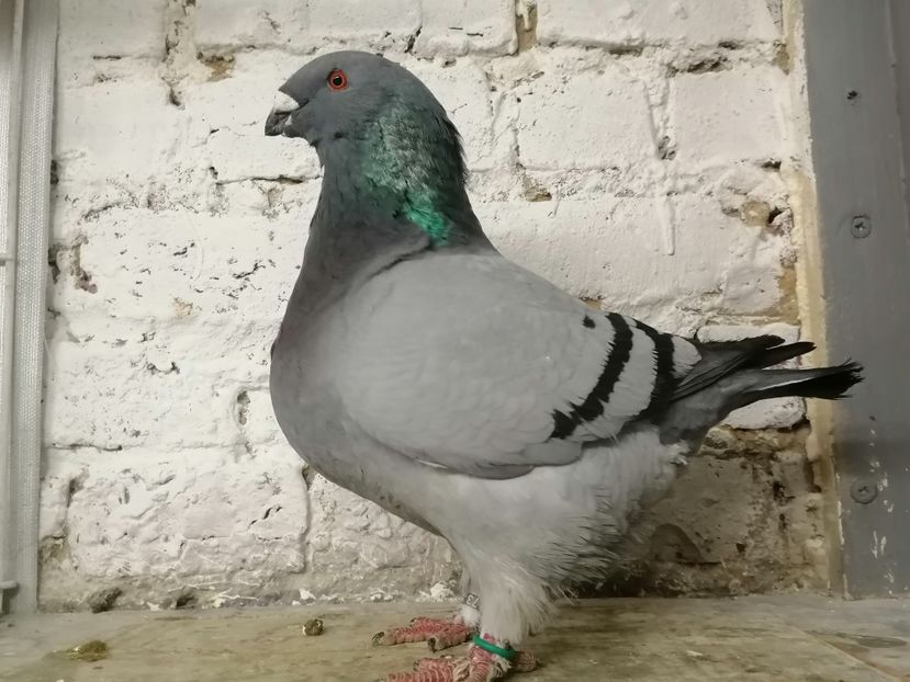  - DE Vinzare 2021 2022