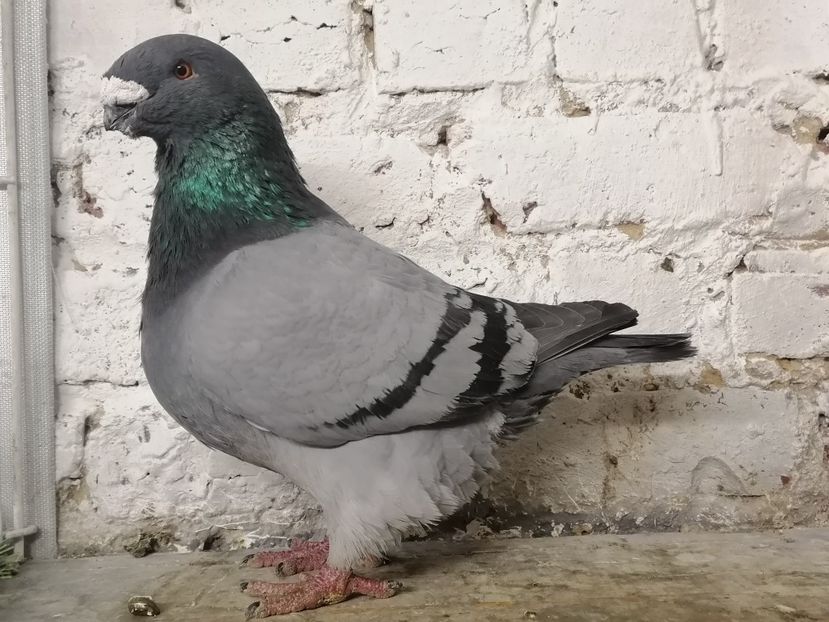  - DE Vinzare 2021 2022