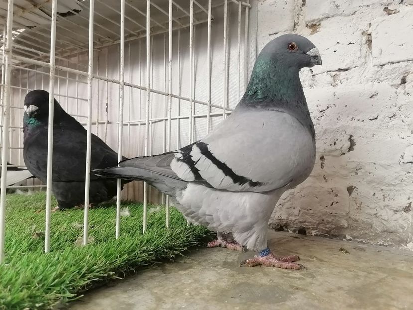  - DE Vinzare 2021 2022