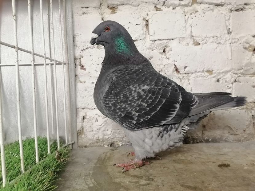  - DE Vinzare 2021 2022